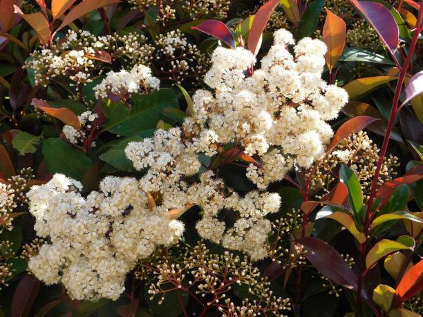 White flowers of a blooming photinia fraseri red robin shrub
