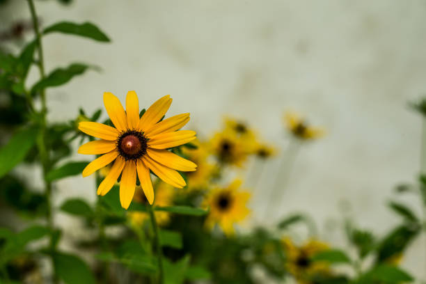 Group of yellow flowers backlit in morning light, with defocused lily pad-covered forest lake in the background. Photo taken at Blackwater River state forest in Northwest Florida. Nikon D7200 with Nikon 200m macro lens.