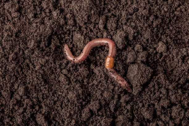 istock Earthworm in the soil 2161914592
