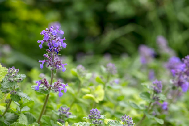 istock Catnip / Catmint flowers close-up 2161914694