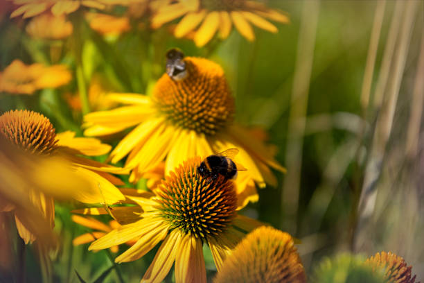 Beautiful blooming summer garden and yellow flowers of the medicinal plant echinacea, bumblebee collecting nectar on the flowers
