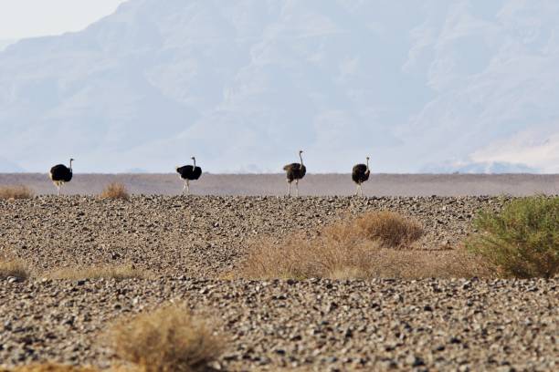 istock Ostriches in the namib desert 2161915627