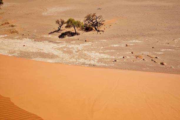istock On top of Sand dune 2161915648