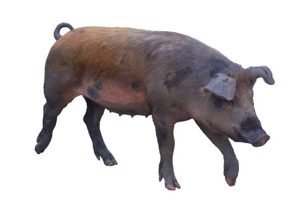 Domestic red-brown pig isolate on white close-up.