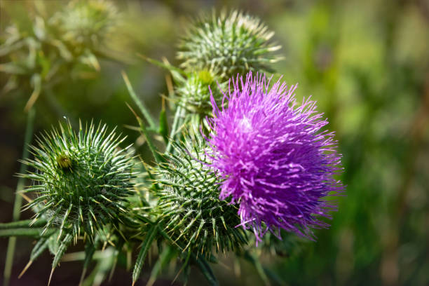 istock Flowering prickly thistle on the summer field 2161916486