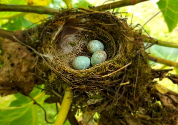 istock Bird nest with eggs in nature 2161916531