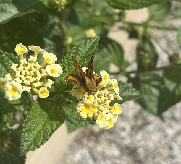 Peck's Skipper Butterfly Polites peckis