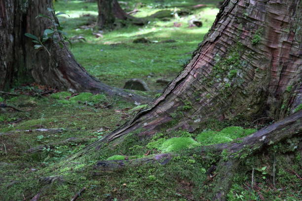 istock Moss at the base of a tree, Early Summer Garden (Mount Godai, Kochi Prefecture) 2161922146