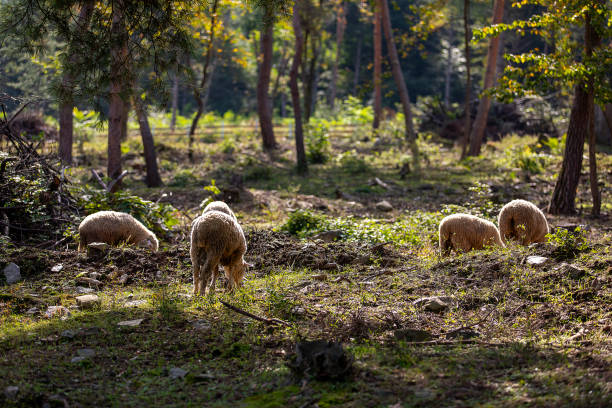 sheep