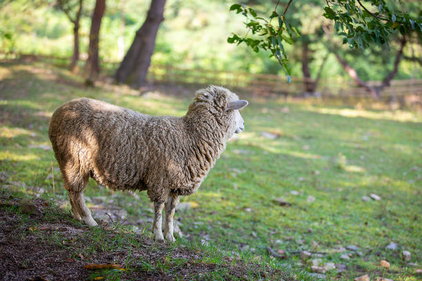 istock livestock farming 2161926064