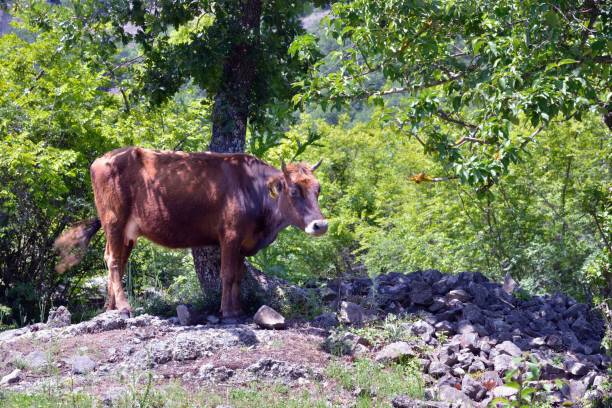 istock Bulgarian Roaming Dairy Cow 2161929238