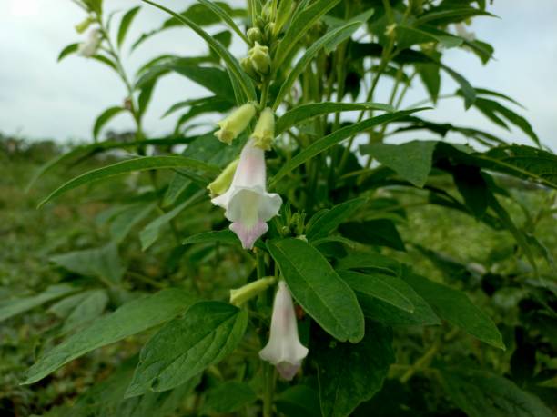 The Sesamum radiatum flower. It is also known as beniseed, black beniseed, black sesame, and vegetable sesame. Sesamum radiatum plants are growing in field.