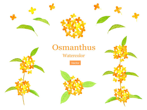 460+ Osmanthus Fragrans Stock Illustrations, Royalty-Free Vector