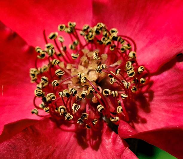 Red flower close-up pollen