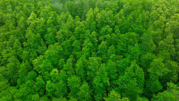 istock Aerial view of mixed forest, deciduous trees, greenery and waterfalls flowing through the forest. The rich natural ecosystem of rainforest concept is all about conservation and natural reforestation. 2161937608