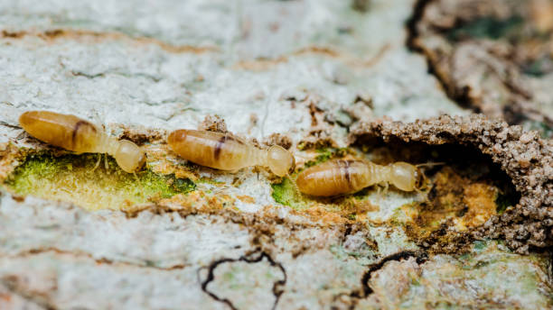 istock Termites walking in nest on forest floor 2161938529