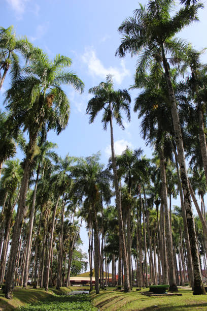 istock Palm trees alongside a narrow canal and blue sky. Vertical shot. 2161939477