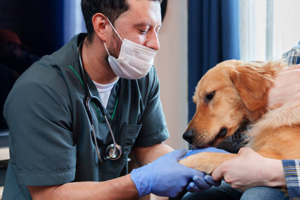 istock A man in a white mask is holding a dog's paw 2161940929