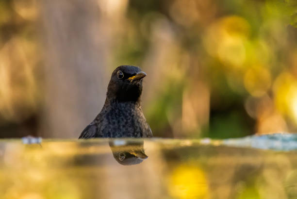 istock Blackbird sitting on the ground 2161942487
