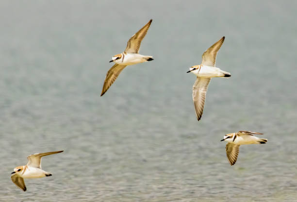 istock Dunlin (Calidris alpina) in natural habitat 2161942735