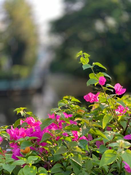 istock Flower in the morning 2161942888