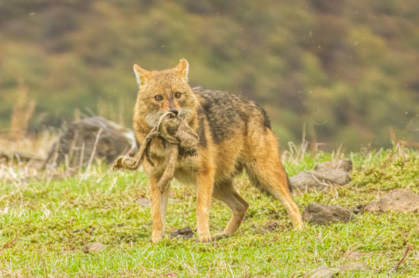 istock Golden Jackal in a natural habitat 2161942964