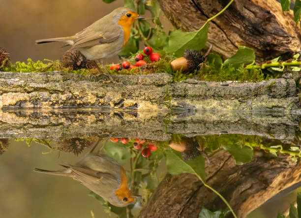 istock Robin bird sitting with open wing close to paddle 2161943185