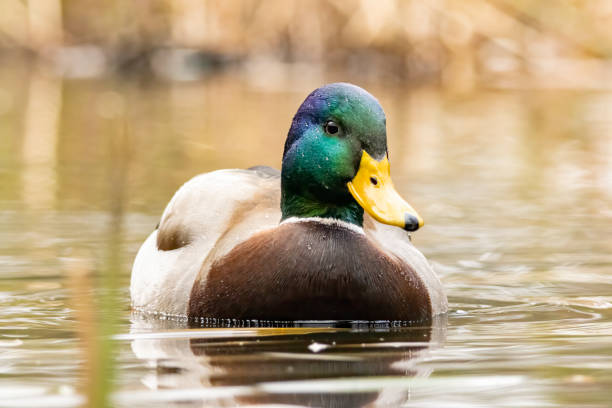 istock Mallard duck (Anas plathyrynchos) in natural habitat 2161945812