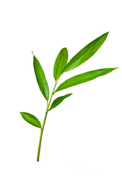 istock Green ginger leaf tropical forest plant isolated on white background with clipping path 2161946221