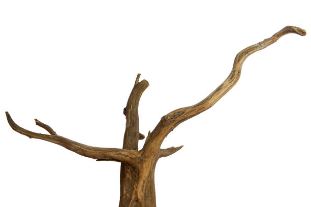 istock Aged driftwood branches isolated on a white background, clipping path included 2161946257