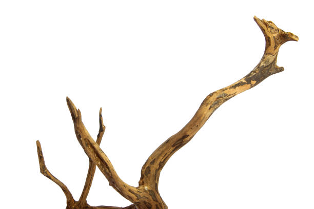 istock Driftwood with a beautiful pattern isolated on a white background, clipping path included 2161946267