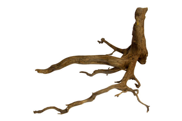 istock Tree stump driftwood with unique textured roots isolated on a white background with clipping path 2161946275