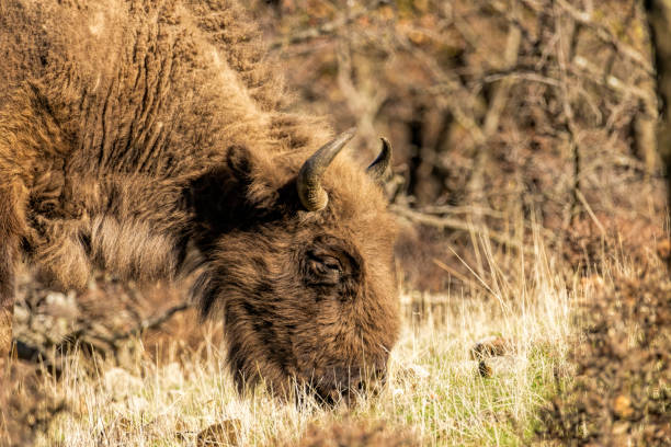 European Bison reintroduced on the Balkans