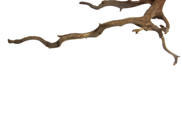 istock Frame texture root driftwood isolated on white background, clipping path included 2161946454