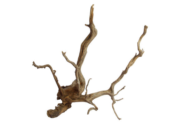 istock Dry aged driftwood branches isolated on white background with clipping path 2161946460