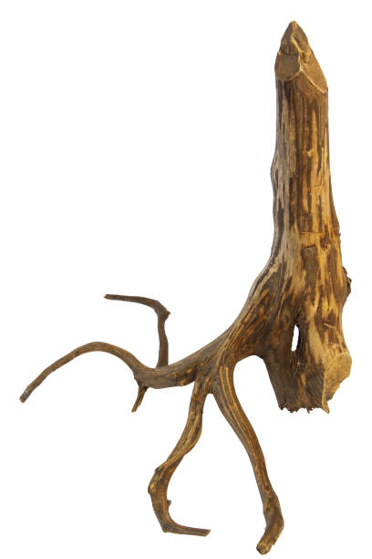istock Dead bare branches on driftwood stump isolated on white background, clipping path included 2161946564