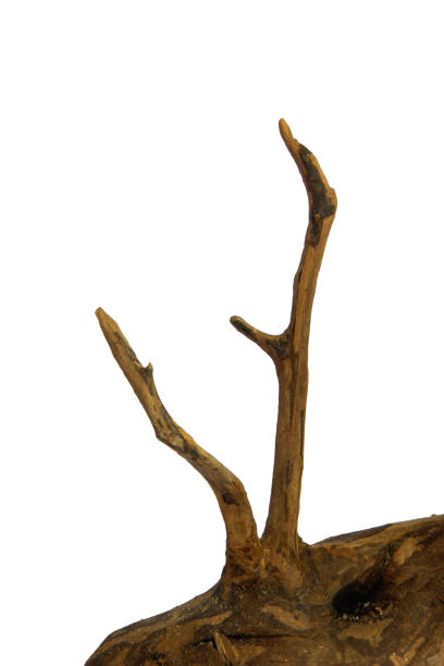 istock Branch root of driftwood isolated on white background with clipping path 2161946569