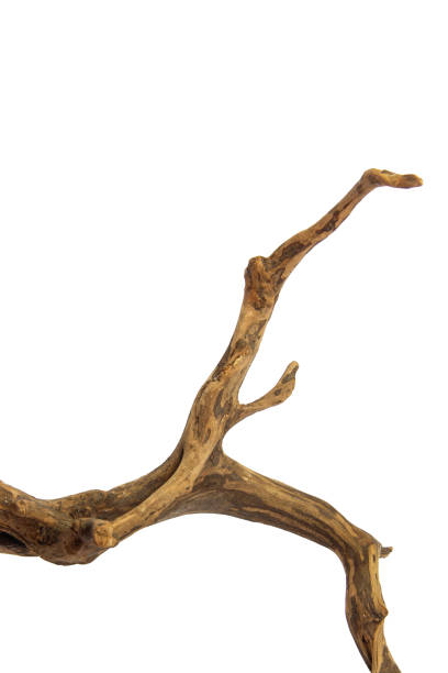 istock Curved driftwood branch isolated on white background with clipping path 2161946571