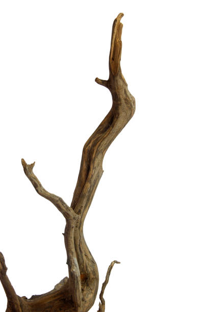 istock Aesthetic driftwood texture for decoration isolated on white background with clipping path 2161946581