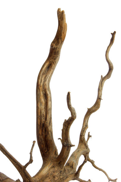istock Horn driftwood root branches wooden texture isolated on white background with clipping path 2161946587