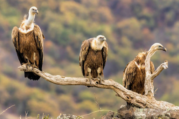 istock Griffon Vulture (Gyps fulvus) on feeding station 2161946621
