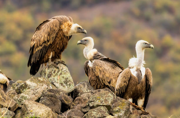 istock Griffon Vulture (Gyps fulvus) on feeding station 2161946644