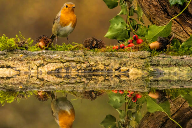 istock Robin bird sitting with open wing close to paddle 2161946838