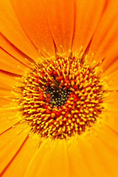 Orange red Gerbera jamesonii , African Daisy, close up macro pistil