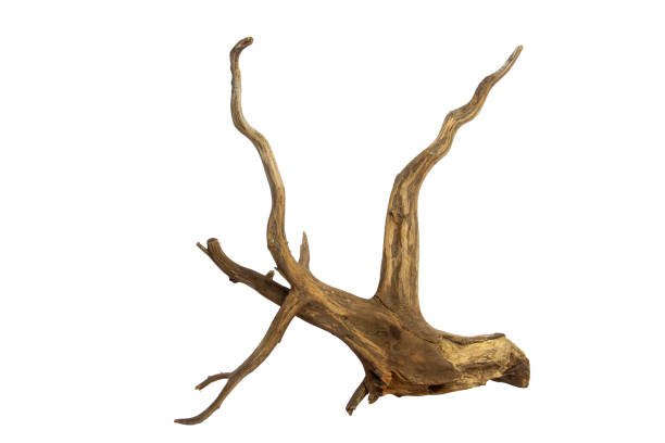 istock Horn tree root driftwood isolated on white background with clipping path 2161947390