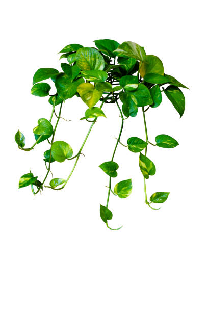 istock Aesthetic indoor greenery: Golden Pothos isolated on white background with clipping path 2161948253