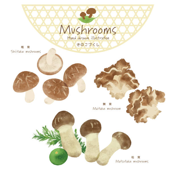 ilustracja wektorowa różnych grzybów - grzybobranie stock illustrations