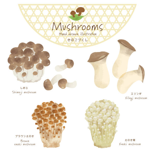 vector illustration of various mushrooms - grzybobranie stock illustrations