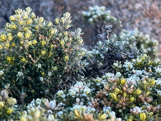 Horizontal closeup photo of frost on cold temperature alpine plants growing on top of Mt Wellington or Kunanyi, near Hobart, Tasmania. Soft focus background.