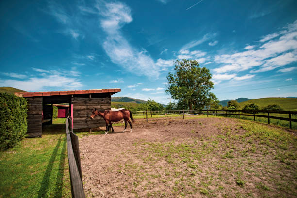 istock Stables and barn with horses outside a farm with mountain scenery and blue sky. 2161948687